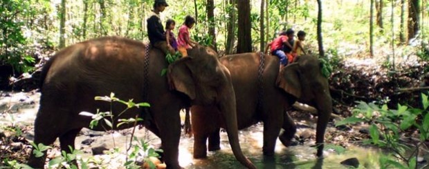 Modulkiri trek and elephant ride